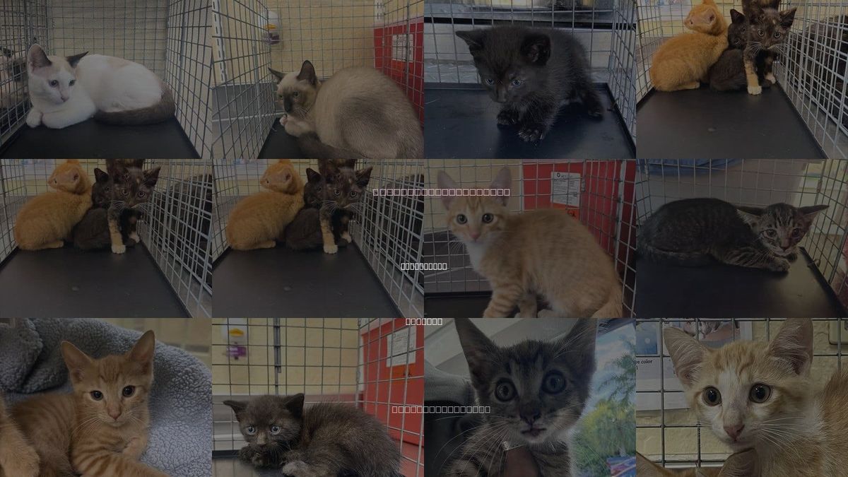 Cats for Adoption in Fort Myers, Florida