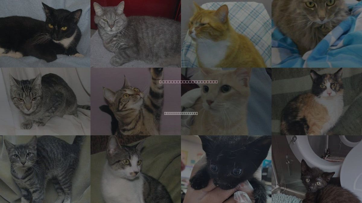 Cats for Adoption in Fort Walton Beach, Florida