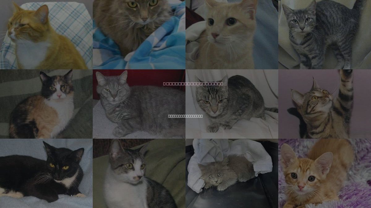 Cats for Adoption in Fort Walton Beach, Florida