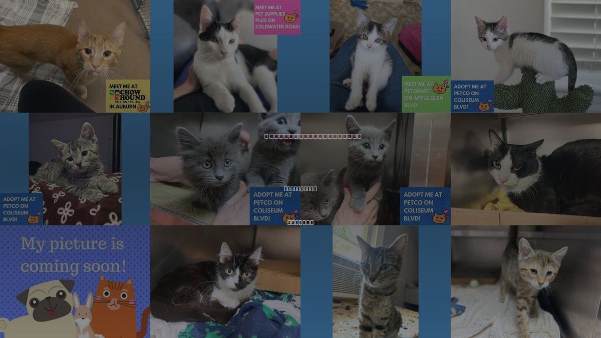 Cats for Adoption in Fort Wayne, Indiana