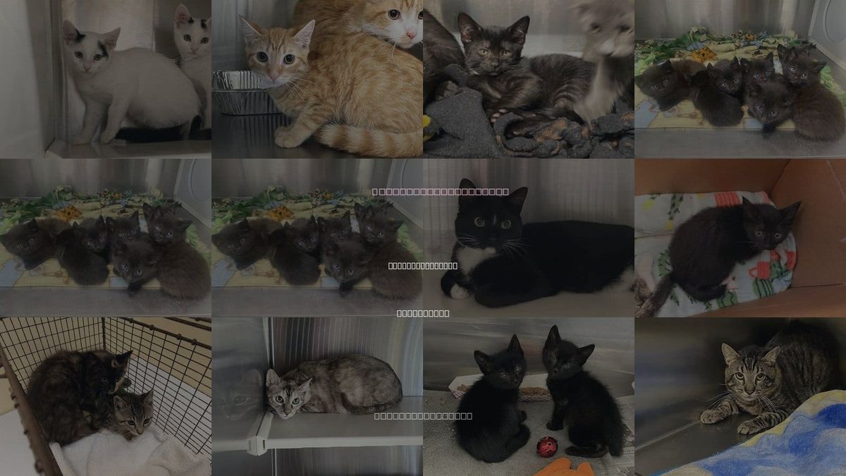 Cats for Adoption in Fountain Valley, California