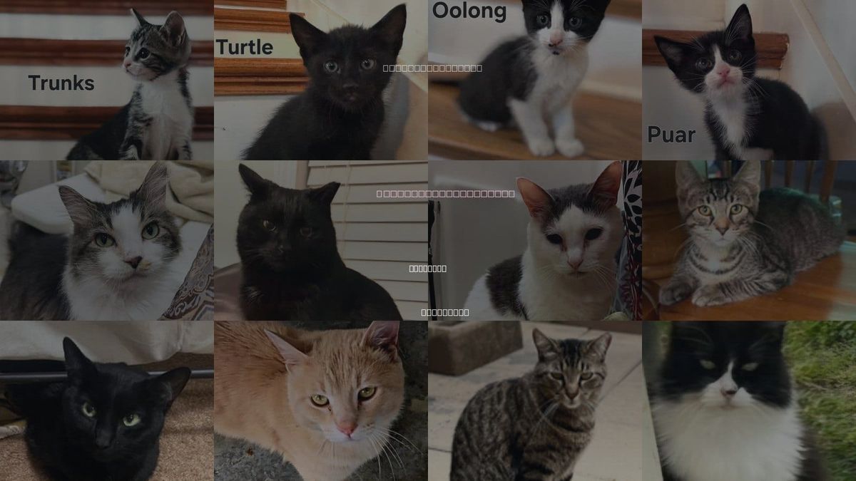 Cats for Adoption in Franklin, Tennessee