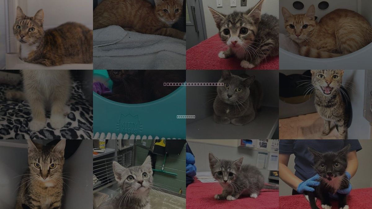 Cats for Adoption in Frederick, Maryland