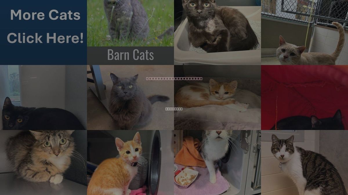 Cats for Adoption in Frederick, Maryland