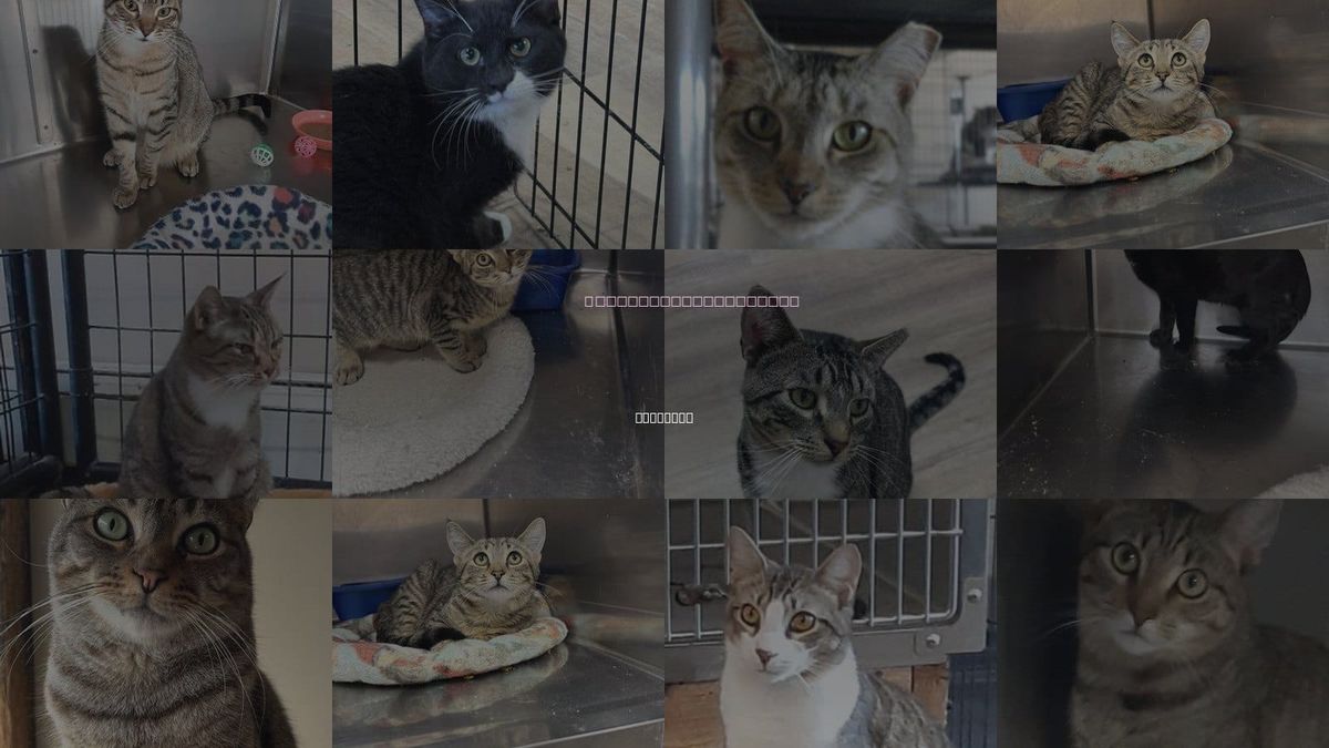 Cats for Adoption in Freeport, New York
