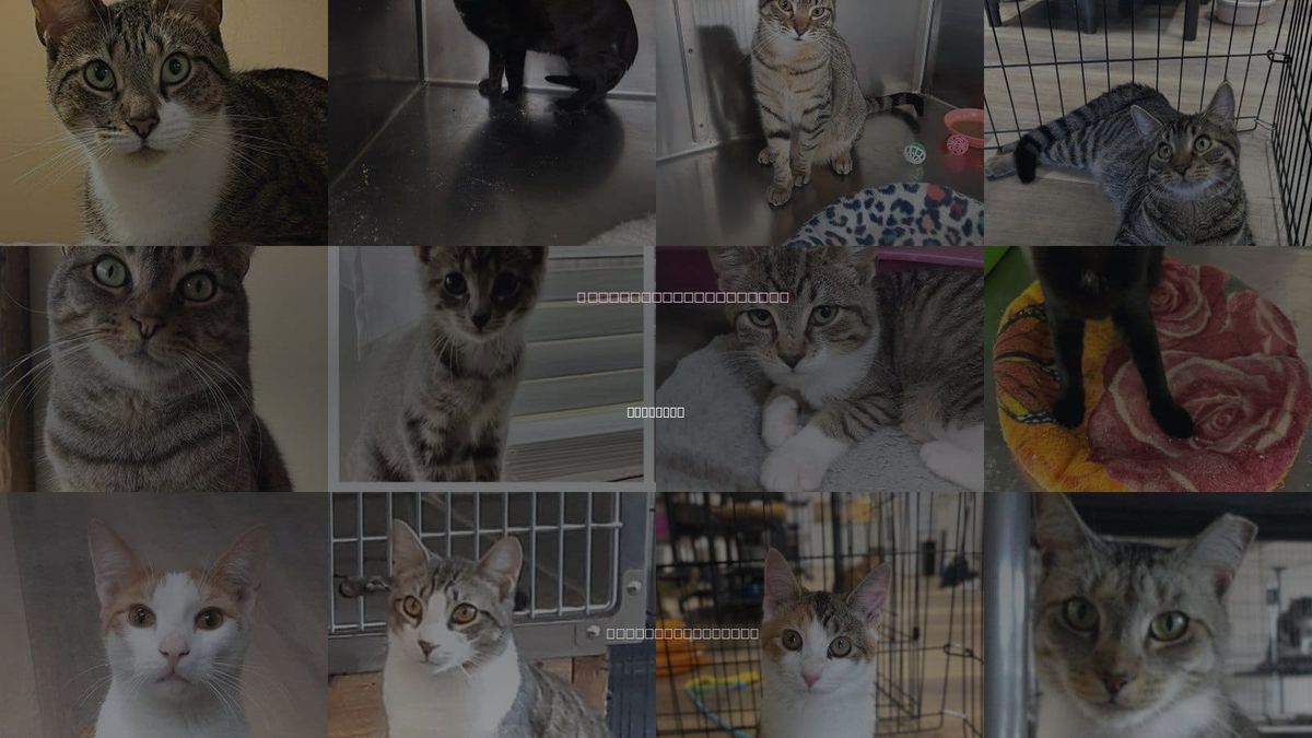 Cats for Adoption in Freeport, New York