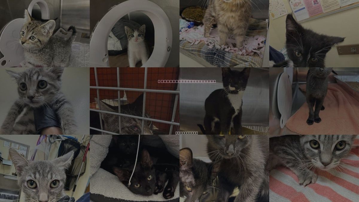 Cats for Adoption in Fremont, California