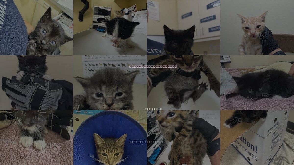 Cats for Adoption in Fremont, California
