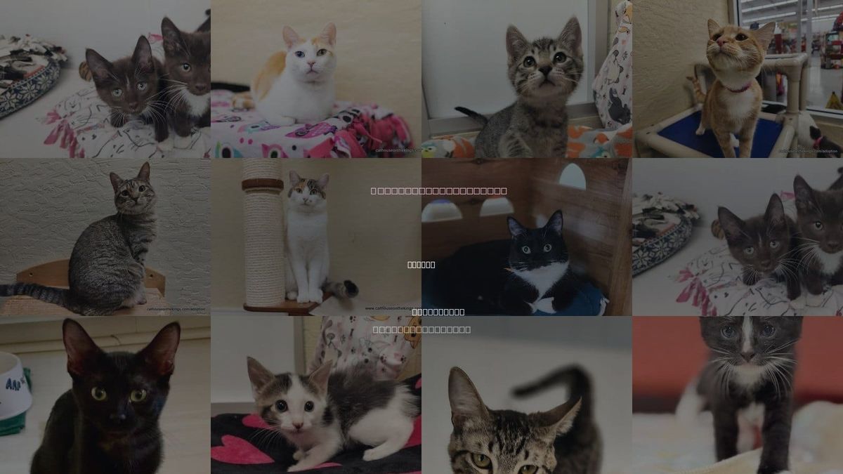 Cats for Adoption in Fresno, California