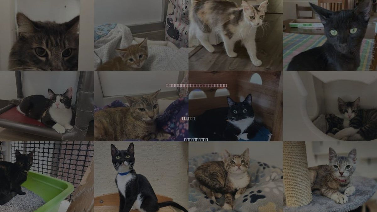 Cats for Adoption in Fresno, California