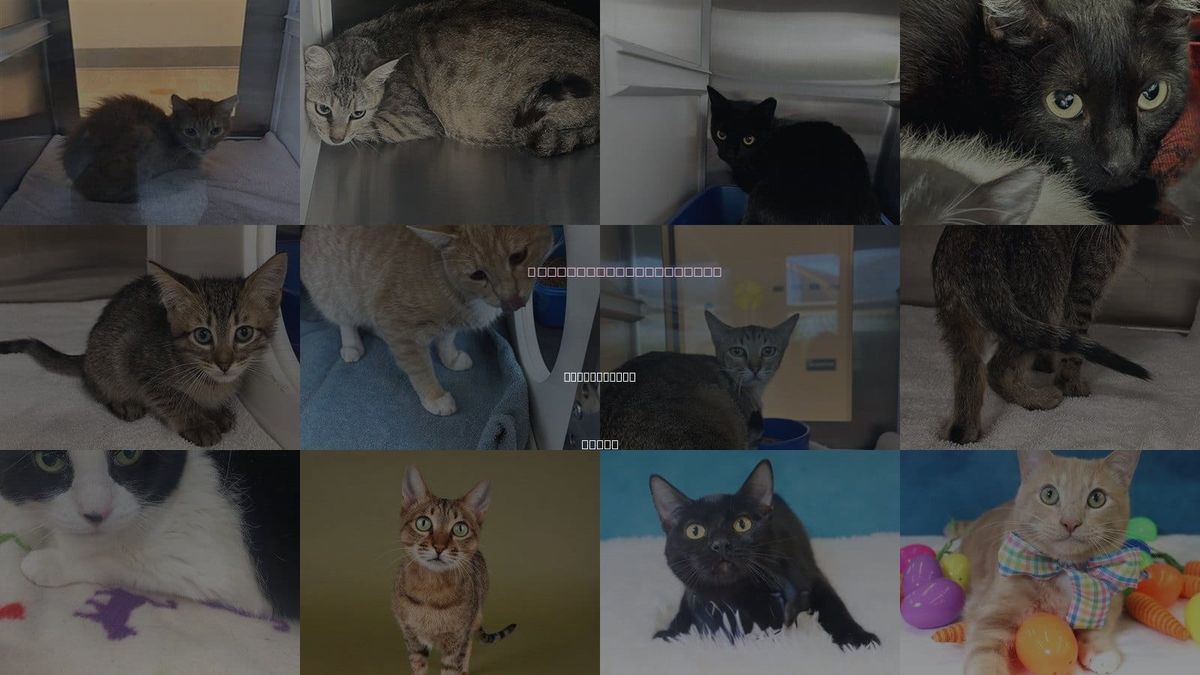 Cats for Adoption in Friendswood, Texas