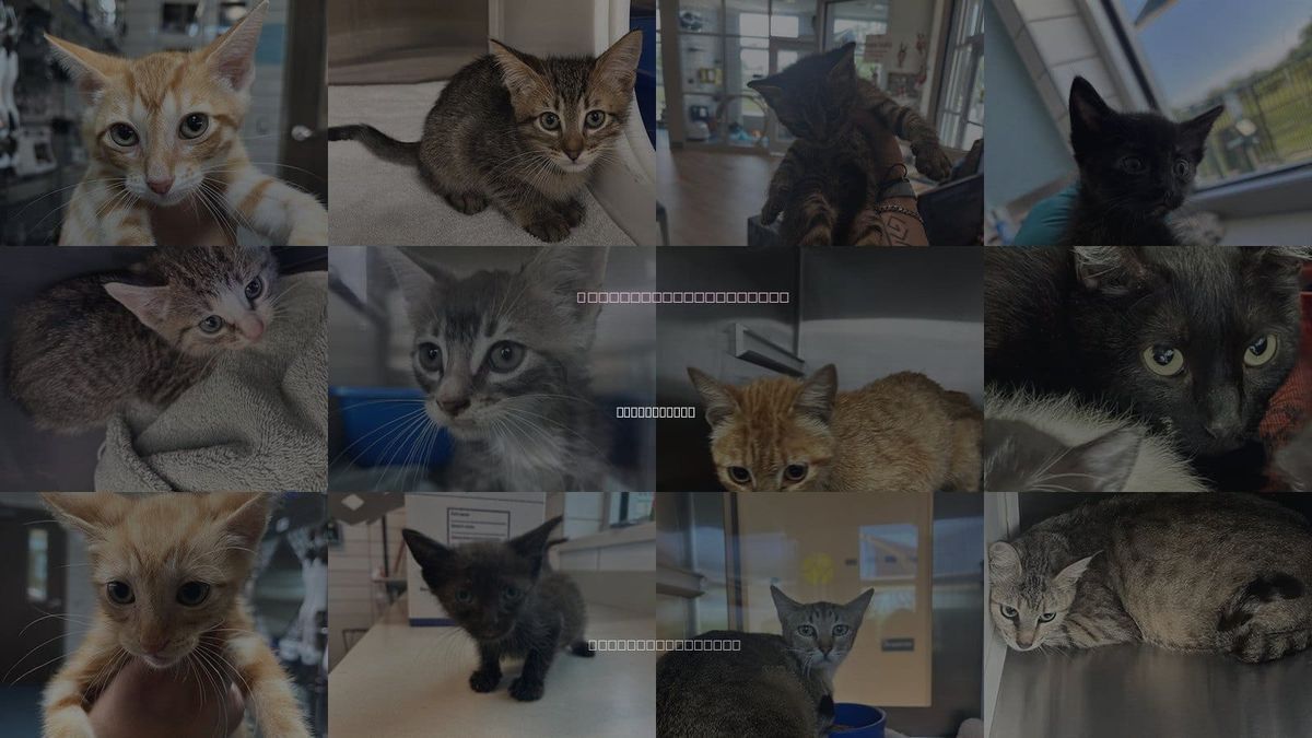 Cats for Adoption in Friendswood, Texas