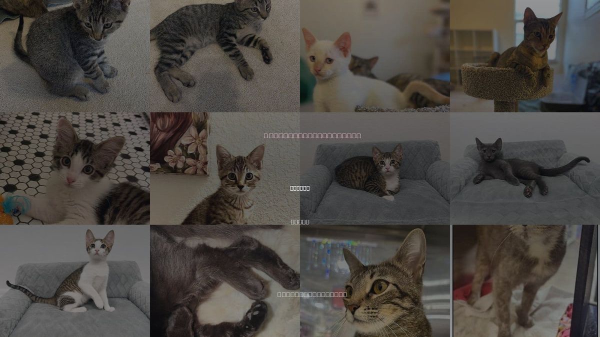 Cats for Adoption in Frisco, Texas
