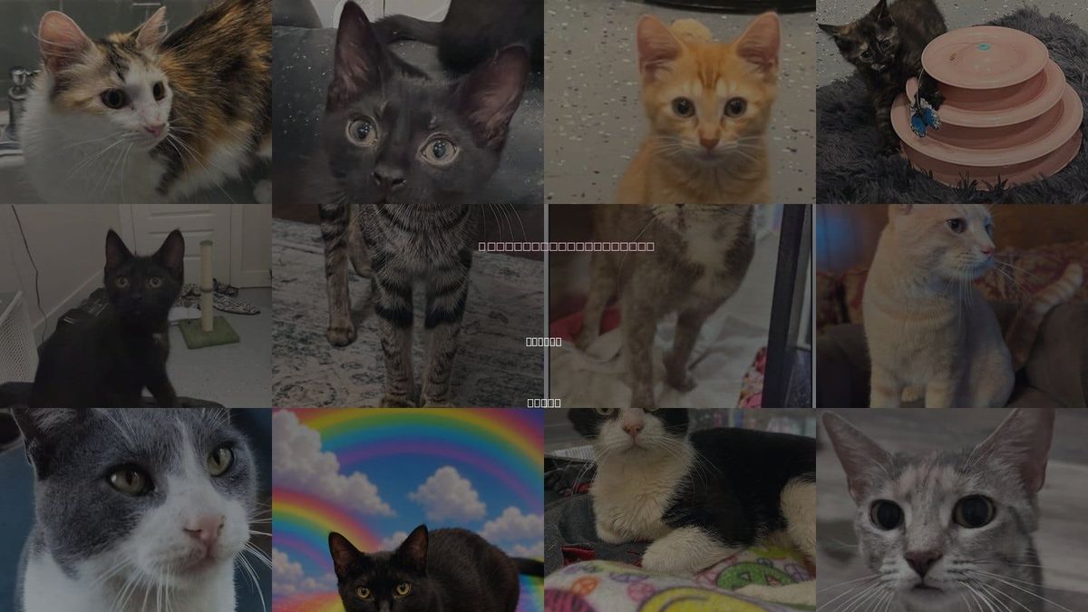 Cats for Adoption in Frisco, Texas
