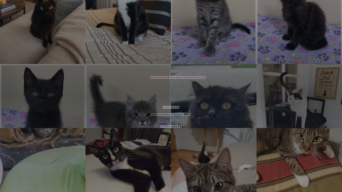 Cats for Adoption in Fullerton, California