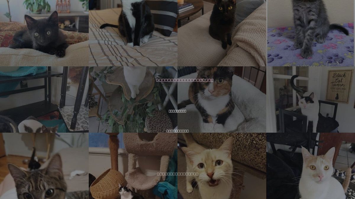 Cats for Adoption in Fullerton, California