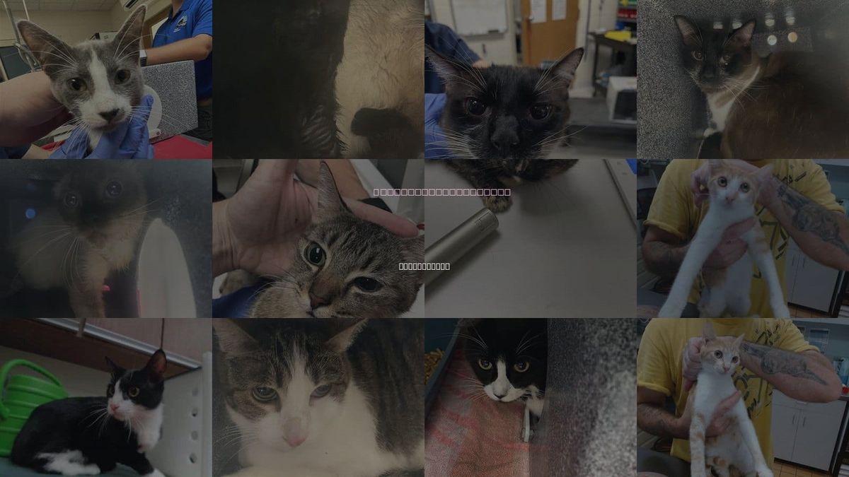 Cats for Adoption in Gainesville, Florida