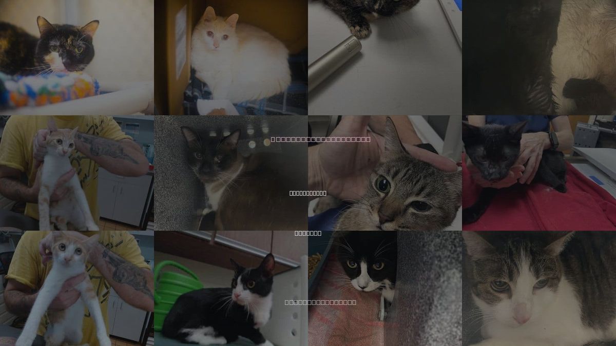 Cats for Adoption in Gainesville, Florida