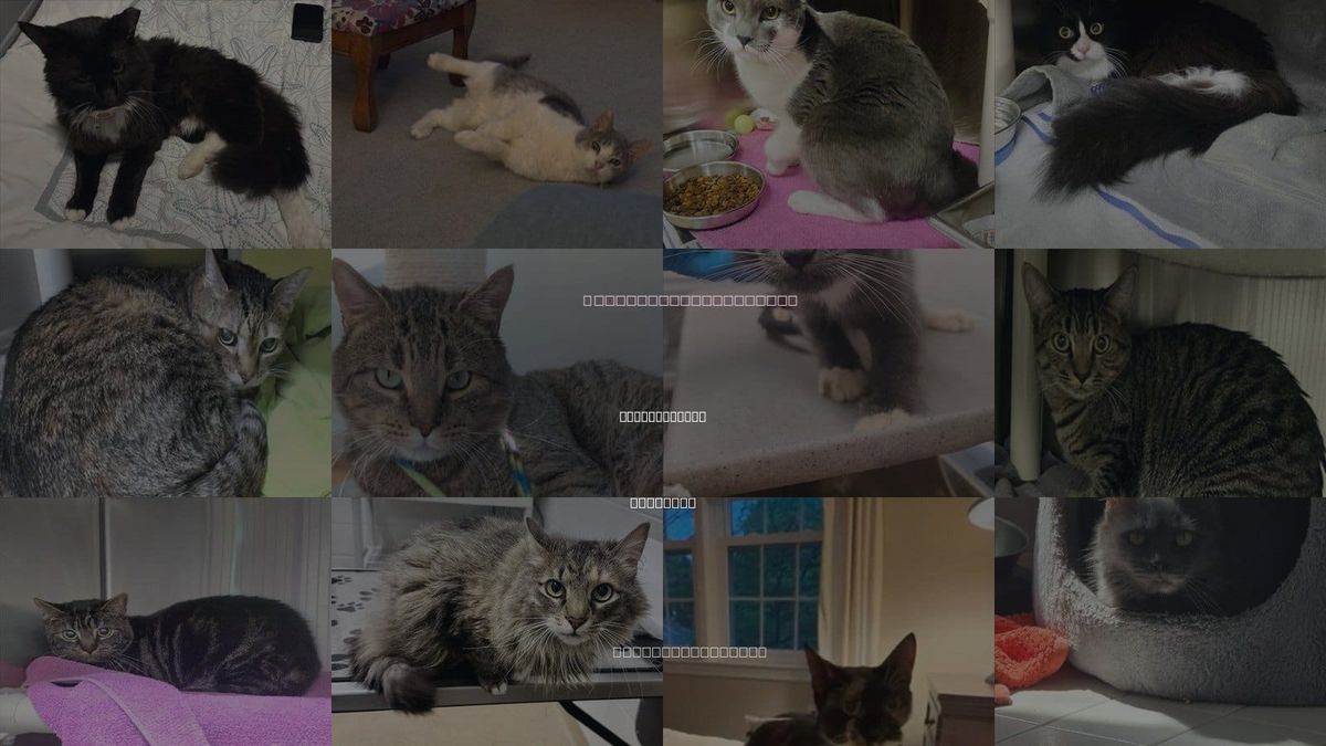 Cats for Adoption in Gaithersburg, Maryland