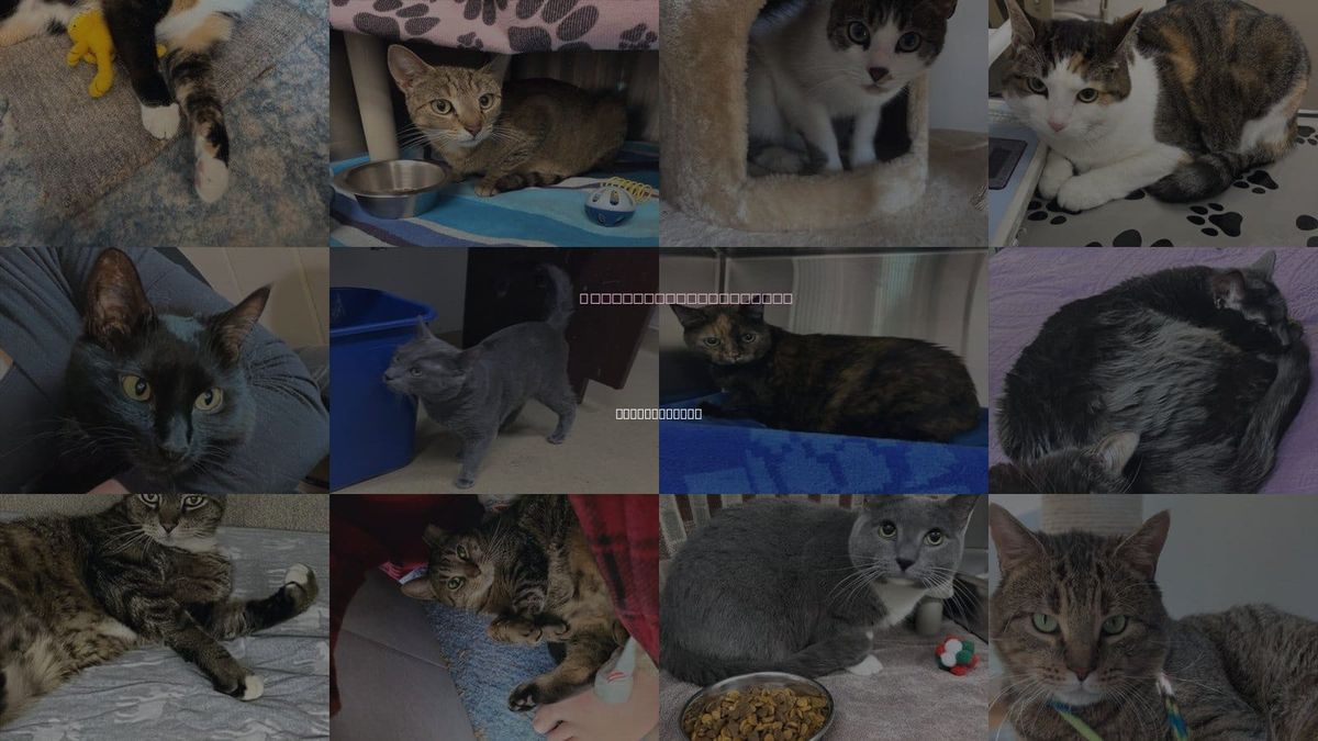 Cats for Adoption in Gaithersburg, Maryland
