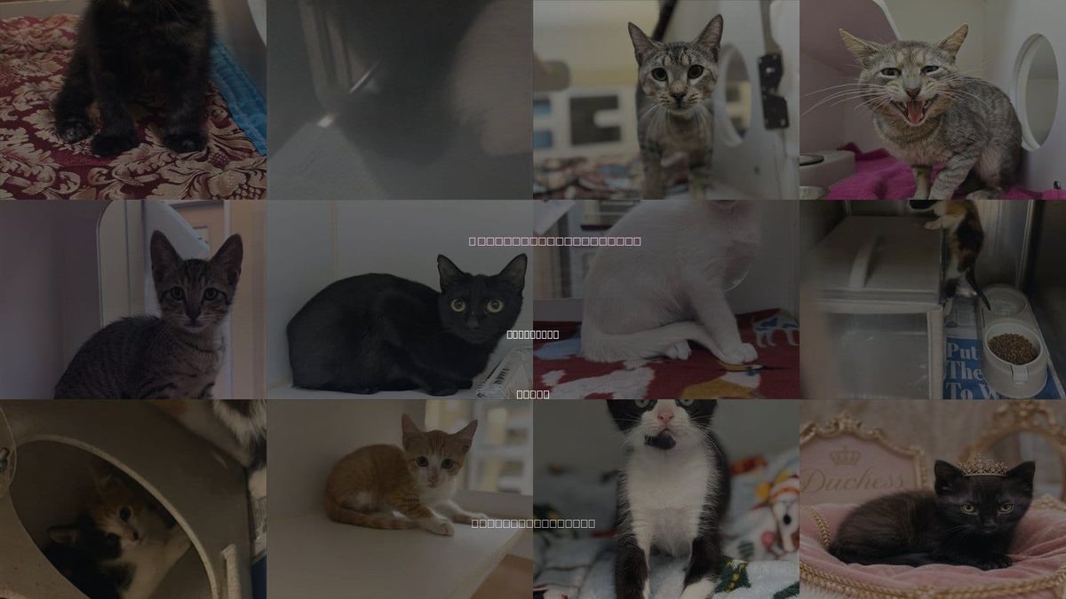 Cats for Adoption in Galveston, Texas