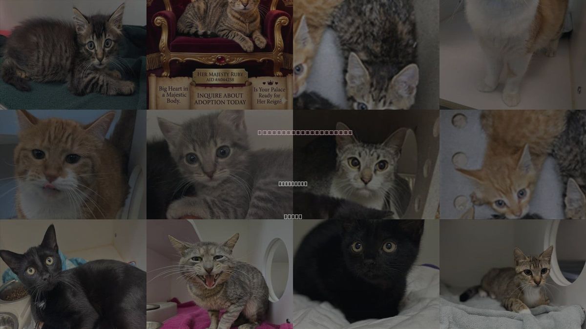 Cats for Adoption in Galveston, Texas