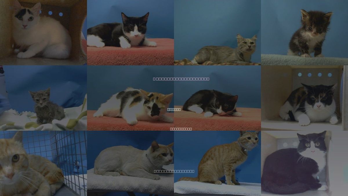 Cats for Adoption in Gardena, California