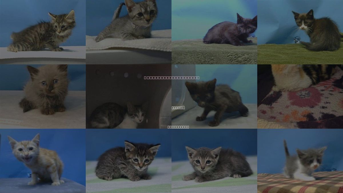 Cats for Adoption in Gardena, California