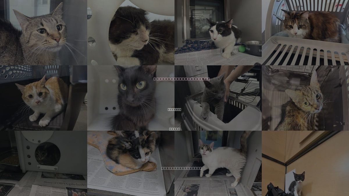 Cats for Adoption in Garland, Texas