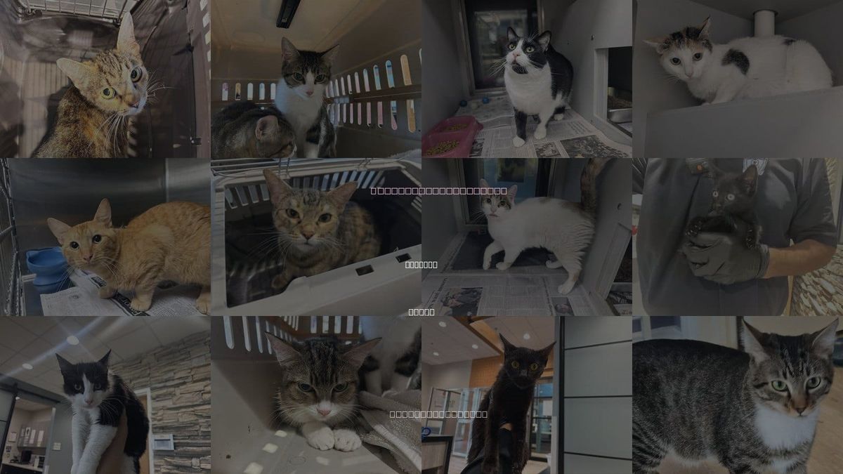 Cats for Adoption in Garland, Texas