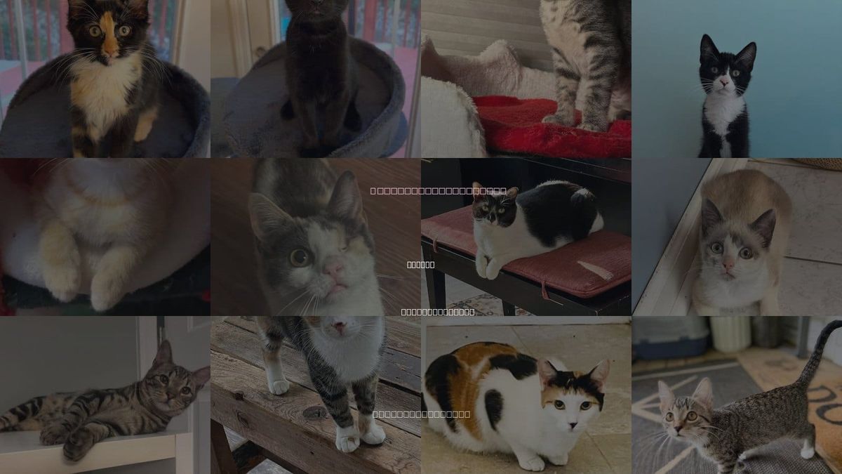 Cats for Adoption in Garner, North Carolina