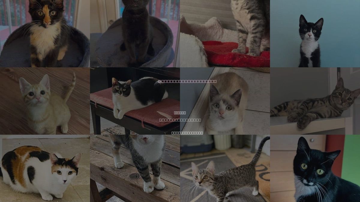 Cats for Adoption in Garner, North Carolina