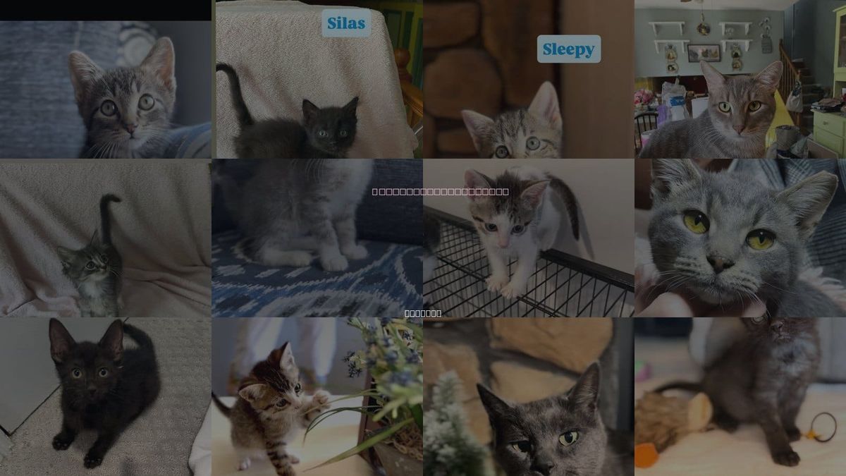Cats for Adoption in Gary, Indiana