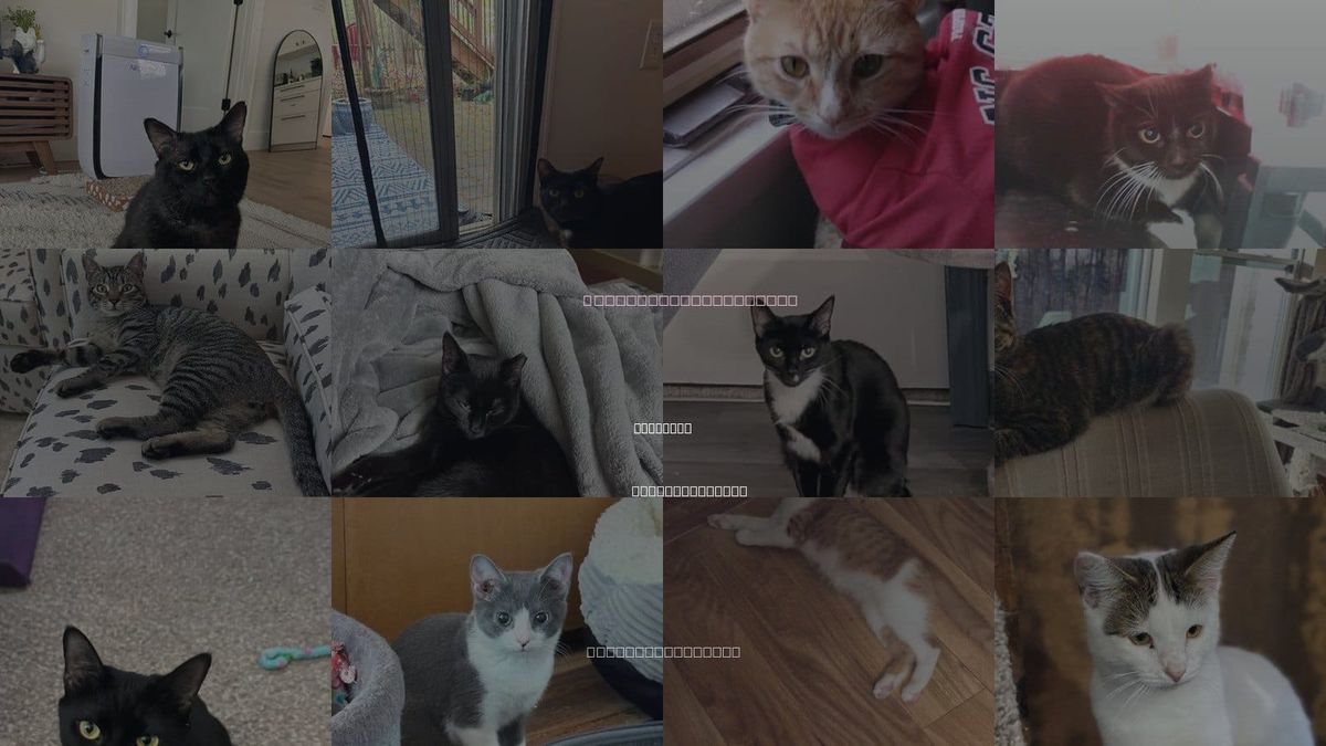 Cats for Adoption in Gastonia, North Carolina