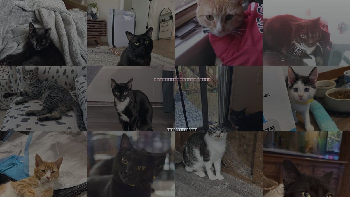 Cats for Adoption in Gastonia, North Carolina