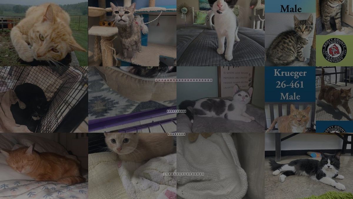 Cats for Adoption in Georgetown, Kentucky