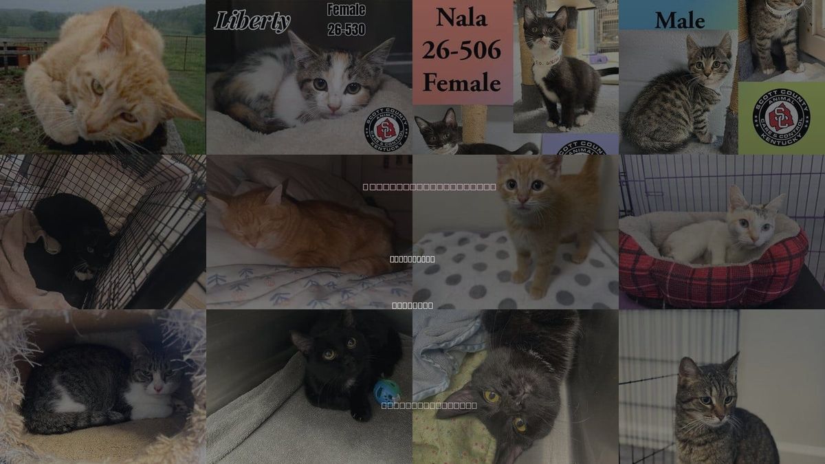 Cats for Adoption in Georgetown, Kentucky