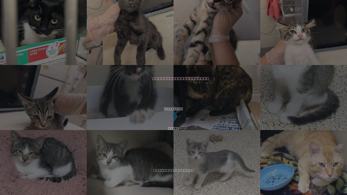Cats for Adoption in Georgetown, Texas