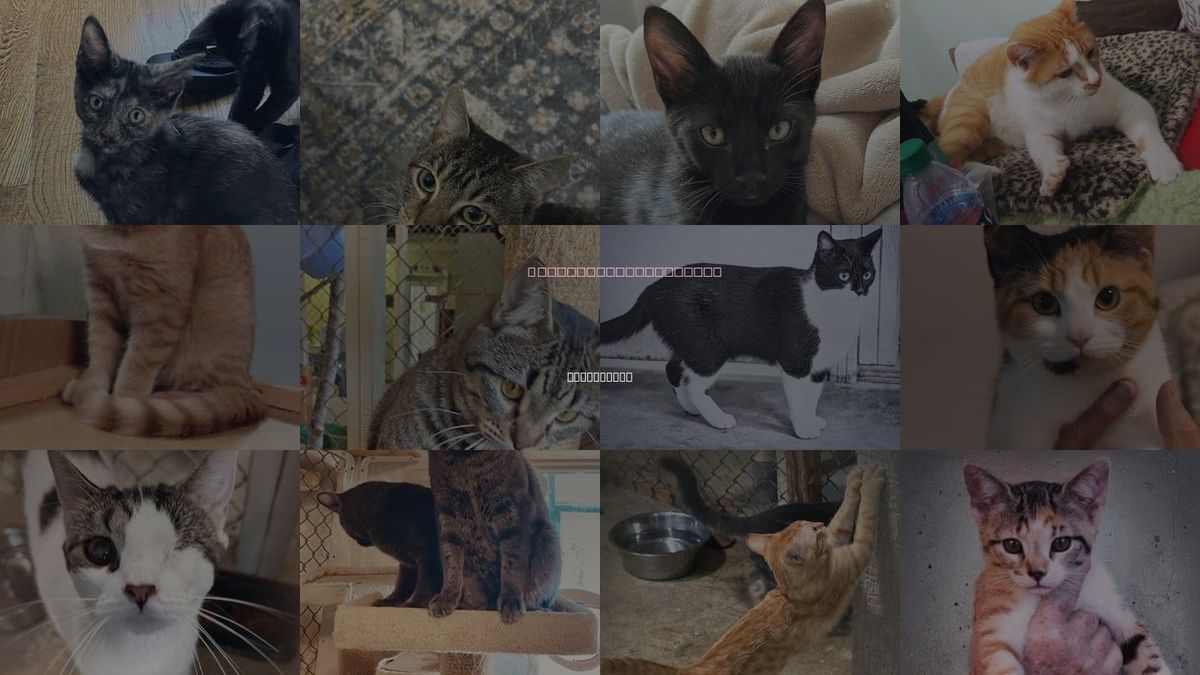 Cats for Adoption in Germantown, Tennessee