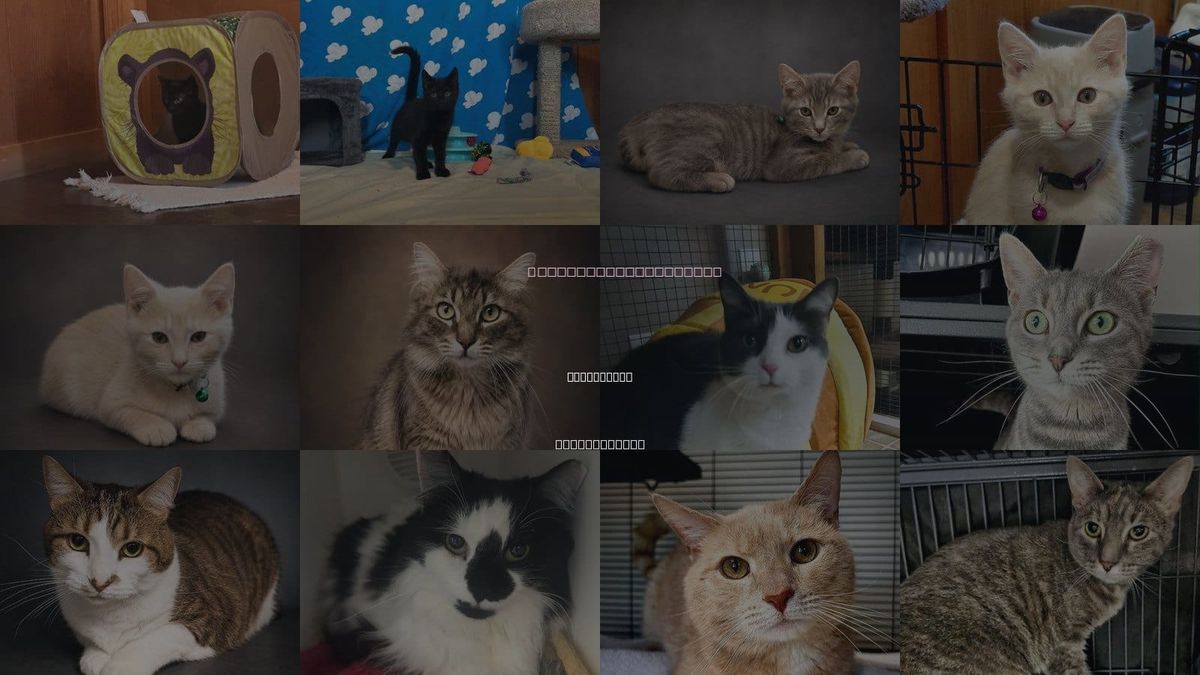 Cats for Adoption in Gettysburg, Pennsylvania