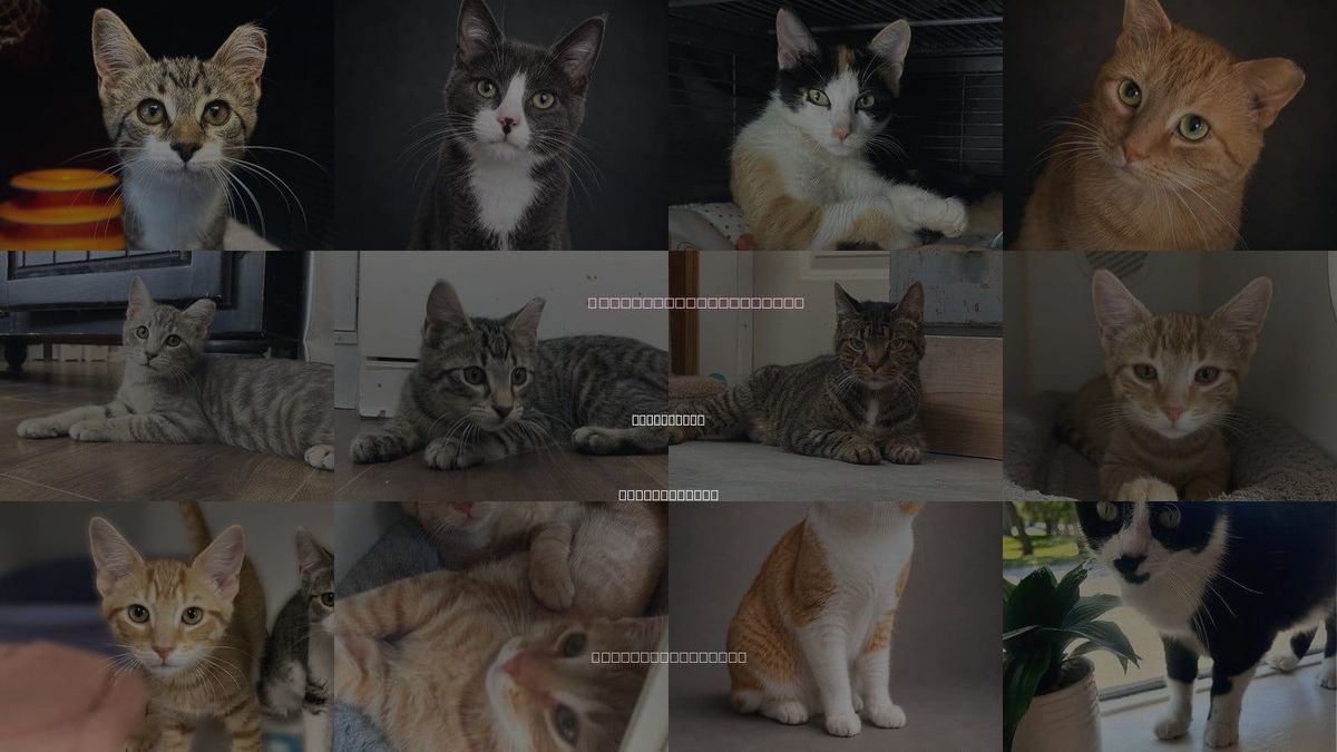 Cats for Adoption in Gettysburg, Pennsylvania