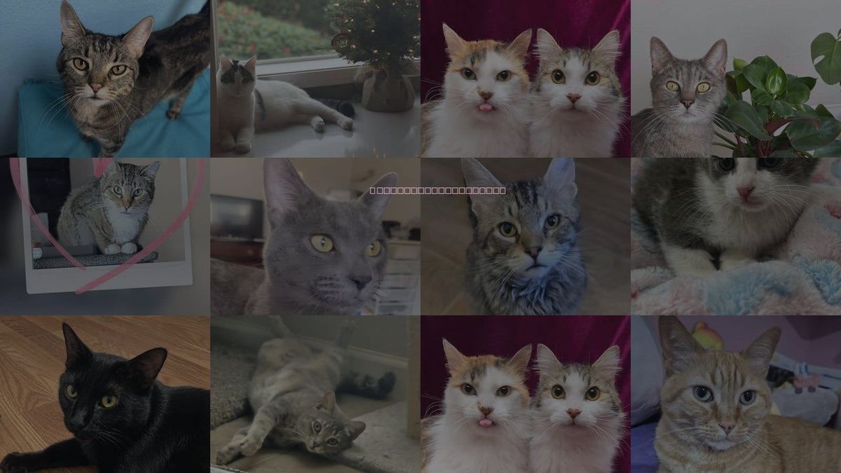 Cats for Adoption in Gilbert, Arizona