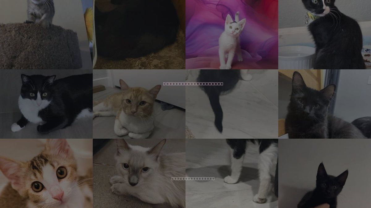 Cats for Adoption in Gilbert, Arizona