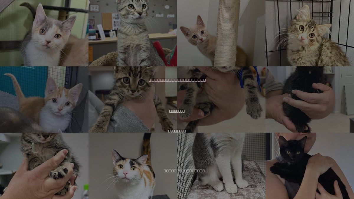 Cats for Adoption in Gilberts, Illinois
