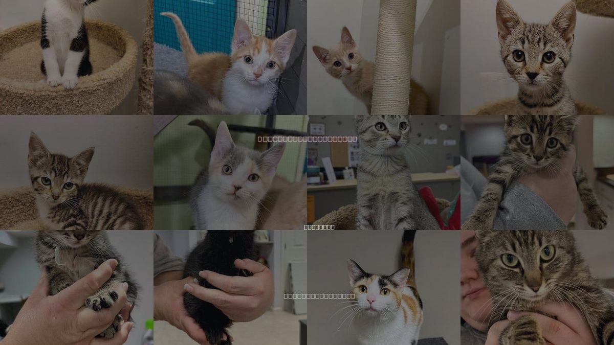 Cats for Adoption in Gilberts, Illinois