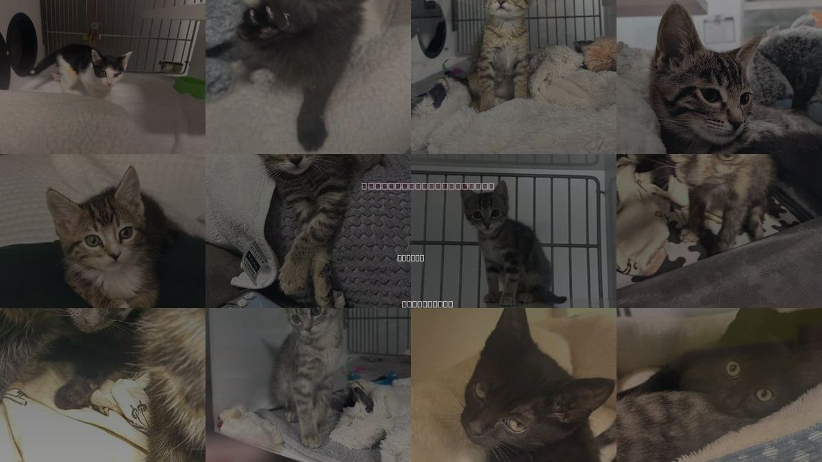 Cats for Adoption in Gilroy, California