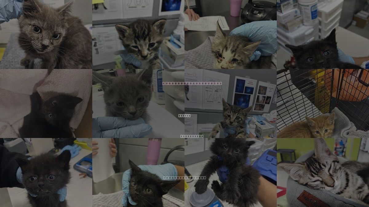 Cats for Adoption in Gilroy, California