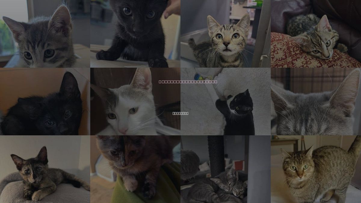 Cats for Adoption in Glendale, Arizona