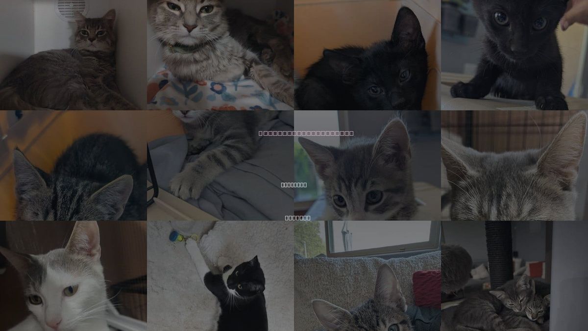 Cats for Adoption in Glendale, Arizona