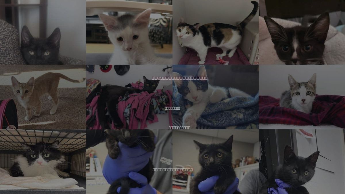 Cats for Adoption in Glendale, California